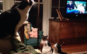 30 Hilarious Cat Snapchats That Are Im-Paw-Sible Not To Laugh At (New Pics)