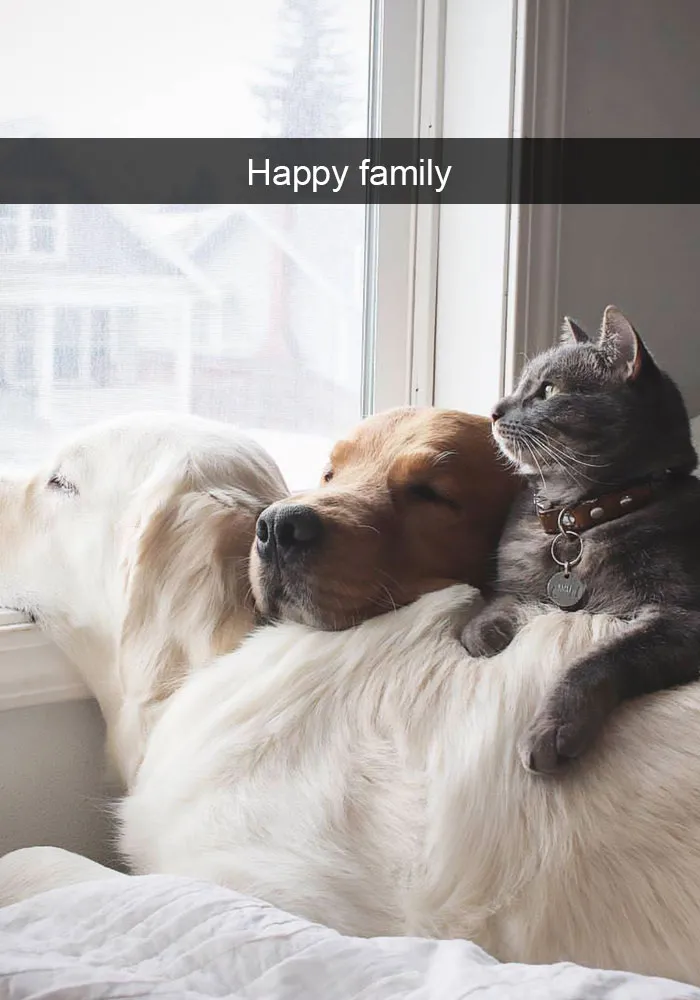 30 Hilarious Cat Snapchats That Are Im-Paw-Sible Not To Laugh At (New Pics)