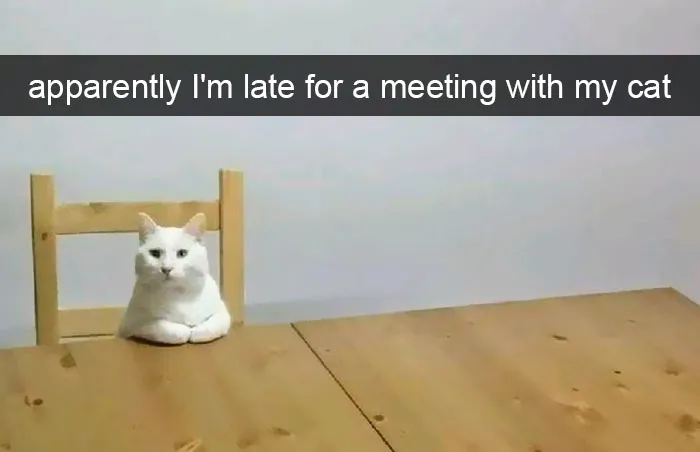 Funny Cat Snap