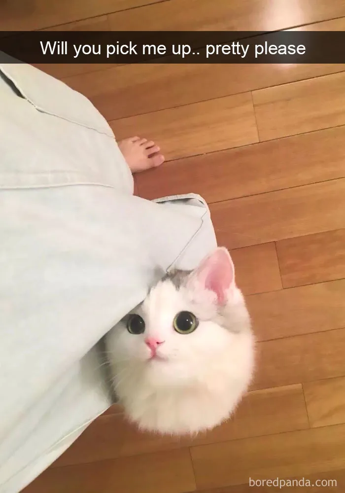 30 Hilarious Cat Snapchats That Are Im-Paw-Sible Not To Laugh At (New Pics)