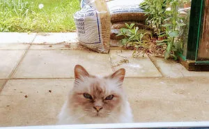 30 Hilarious Cat Snapchats That Are Im-Paw-Sible Not To Laugh At (New Pics)