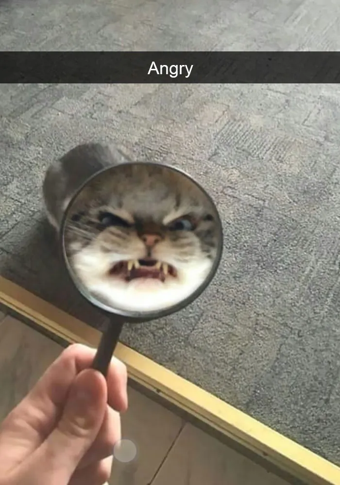 30 Hilarious Cat Snapchats That Are Im-Paw-Sible Not To Laugh At (New Pics)