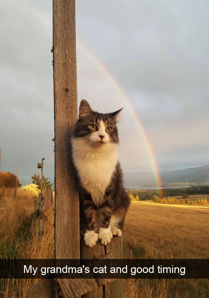 30 Hilarious Cat Snapchats That Are Im-Paw-Sible Not To Laugh At (New Pics)