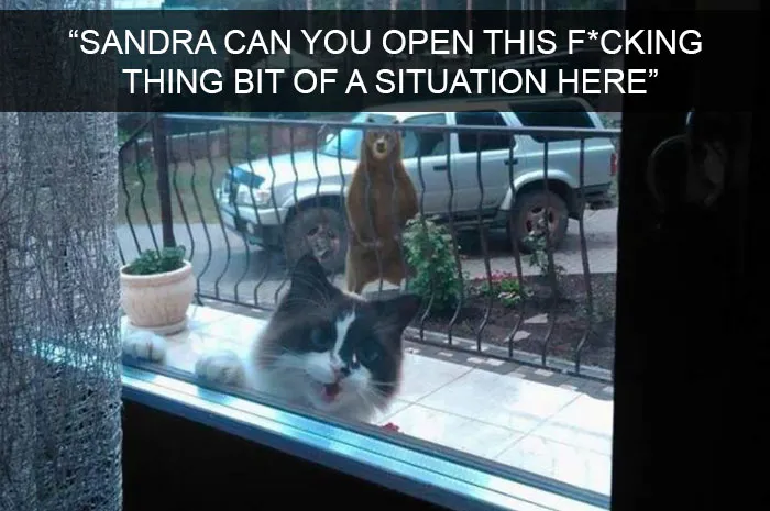 Funny Cat Snap