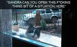 30 Hilarious Cat Snapchats That Are Im-Paw-Sible Not To Laugh At (New Pics)