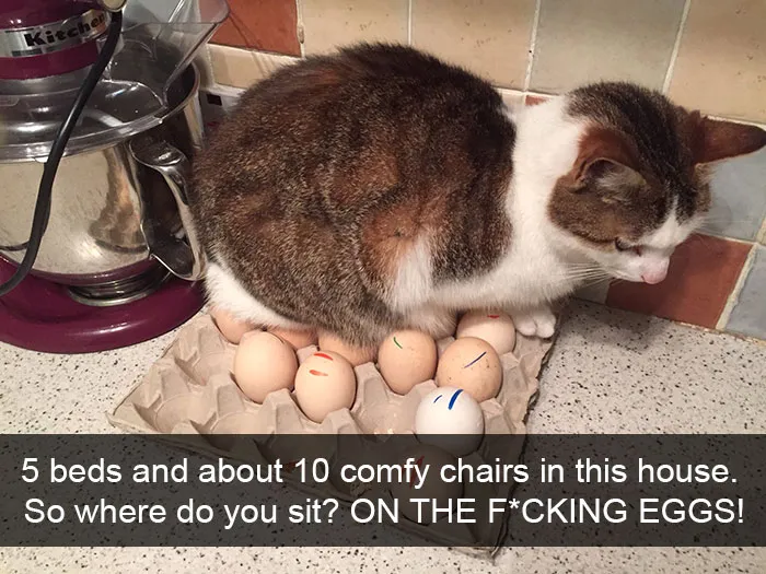 30 Hilarious Cat Snapchats That Are Im-Paw-Sible Not To Laugh At (New Pics)