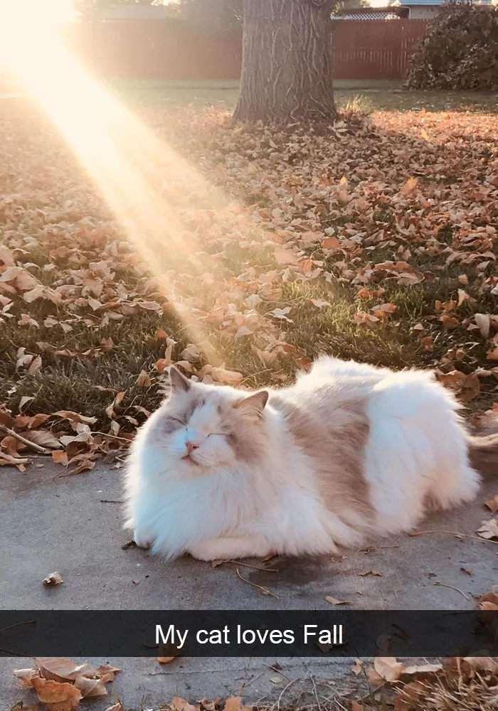30 Hilarious Cat Snapchats That Are Im-Paw-Sible Not To Laugh At (New Pics)