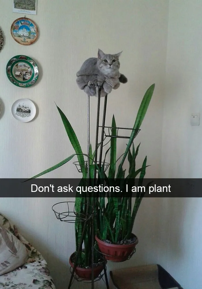 30 Hilarious Cat Snapchats That Are Im-Paw-Sible Not To Laugh At (New Pics)