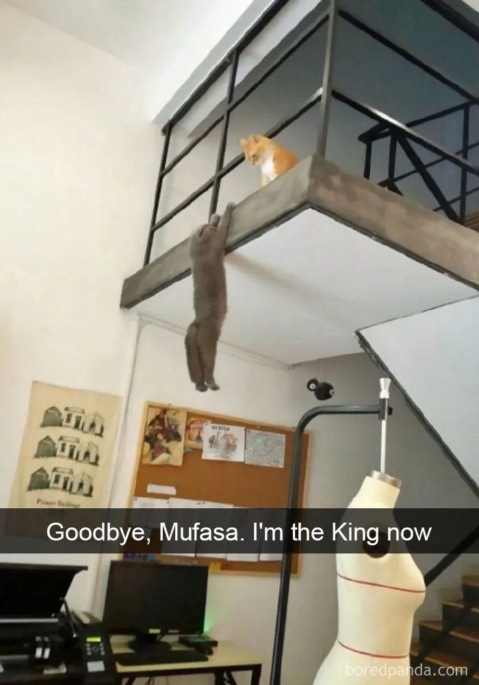 30 Hilarious Cat Snapchats That Are Im-Paw-Sible Not To Laugh At (New Pics)