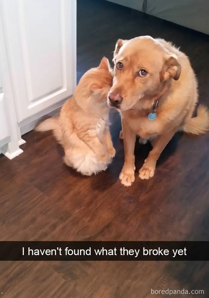 30 Hilarious Cat Snapchats That Are Im-Paw-Sible Not To Laugh At (New Pics)