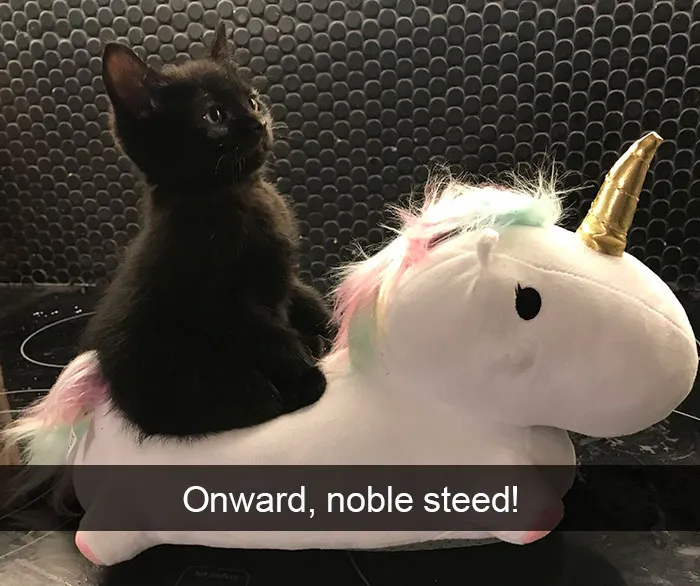30 Hilarious Cat Snapchats That Are Im-Paw-Sible Not To Laugh At (New Pics)