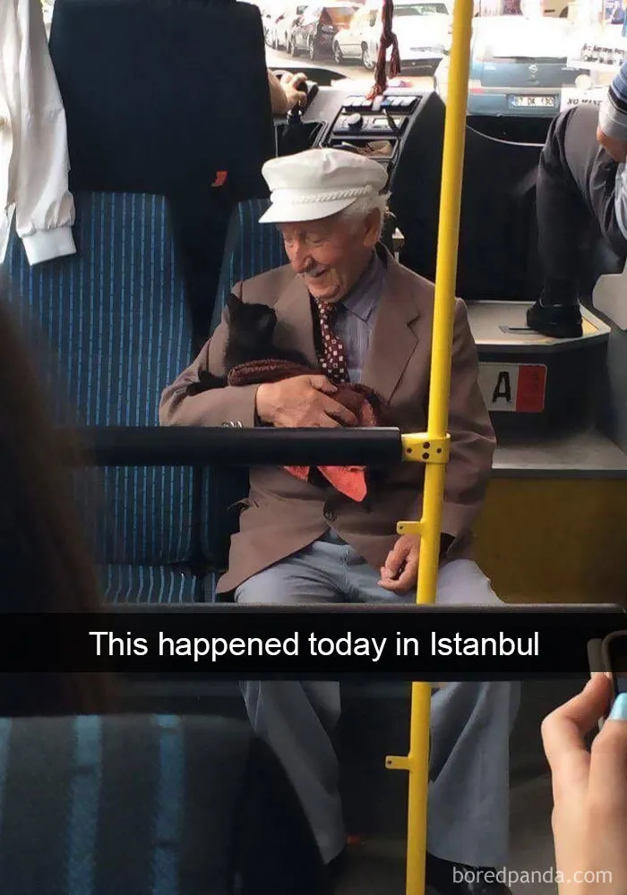 30 Hilarious Cat Snapchats That Are Im-Paw-Sible Not To Laugh At (New Pics)