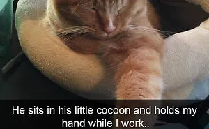 30 Hilarious Cat Snapchats That Are Im-Paw-Sible Not To Laugh At (New Pics)