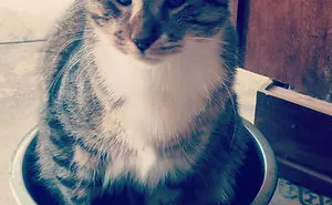 30 Hilarious Cat Snapchats That Are Im-Paw-Sible Not To Laugh At (New Pics)