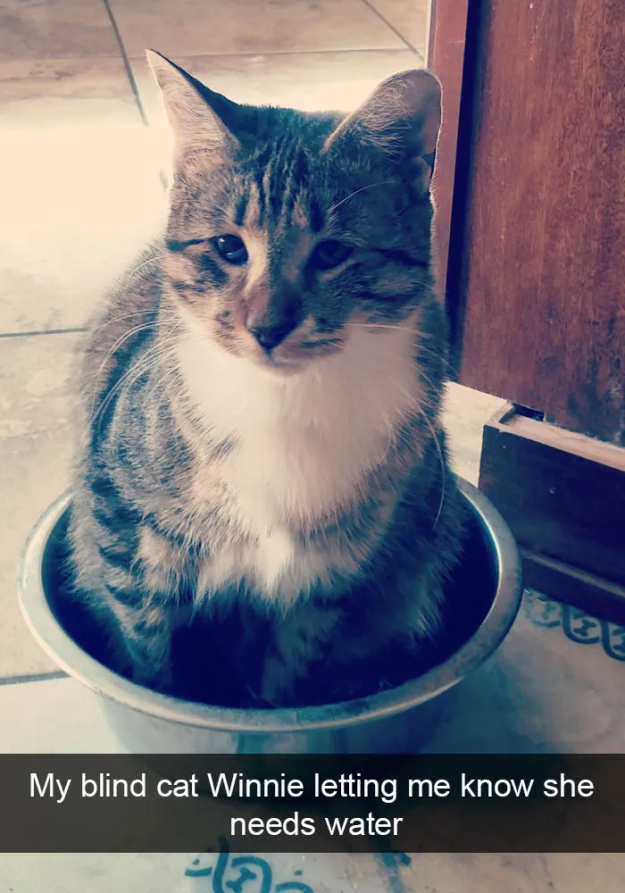 Cats-Funny-Snapchats