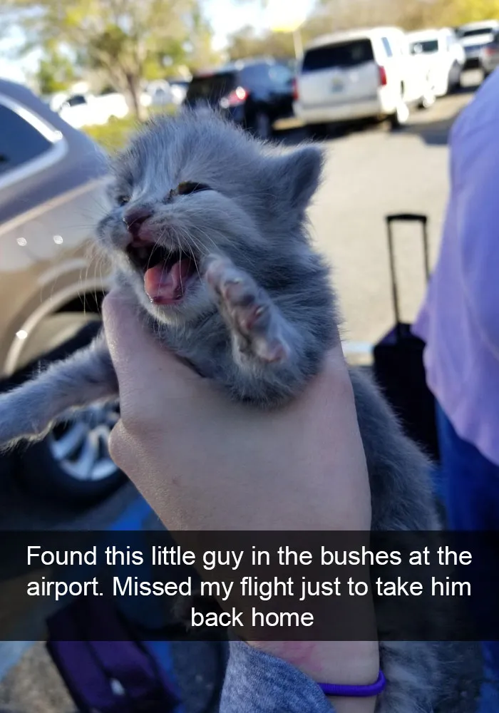 30 Hilarious Cat Snapchats That Are Im-Paw-Sible Not To Laugh At (New Pics)