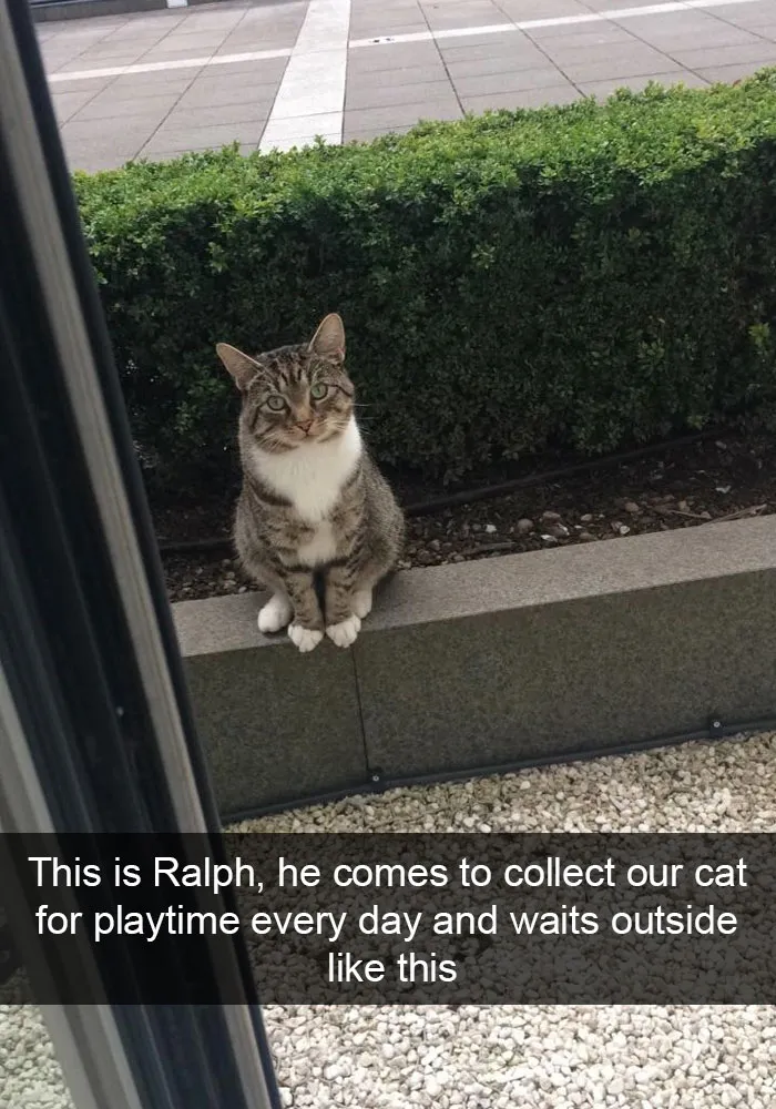 30 Hilarious Cat Snapchats That Are Im-Paw-Sible Not To Laugh At (New Pics)