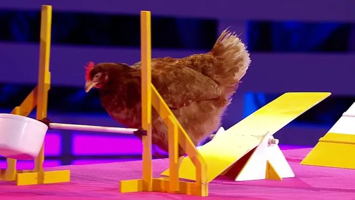 Chickens Are Smarter Than Your Toddler!
