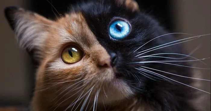 This 'Chimera' Kitten Is Probably The Cutest Accident That Ever Happened To Nature