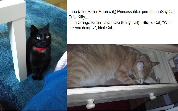 Two cats with new funny pet names, one black cat sitting by a table and one orange cat sleeping inside a drawer.