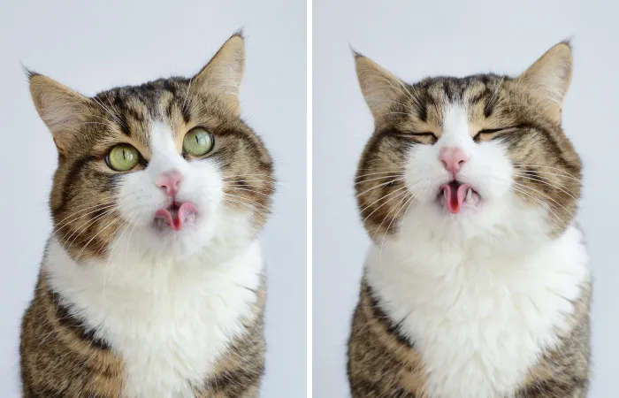 Cute Cats