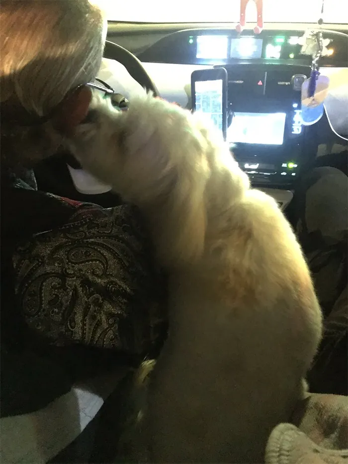 Este uber venía con un perro