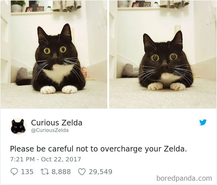 73 Funny Tweets By Curious Zelda That Will Instantly Make Your Day