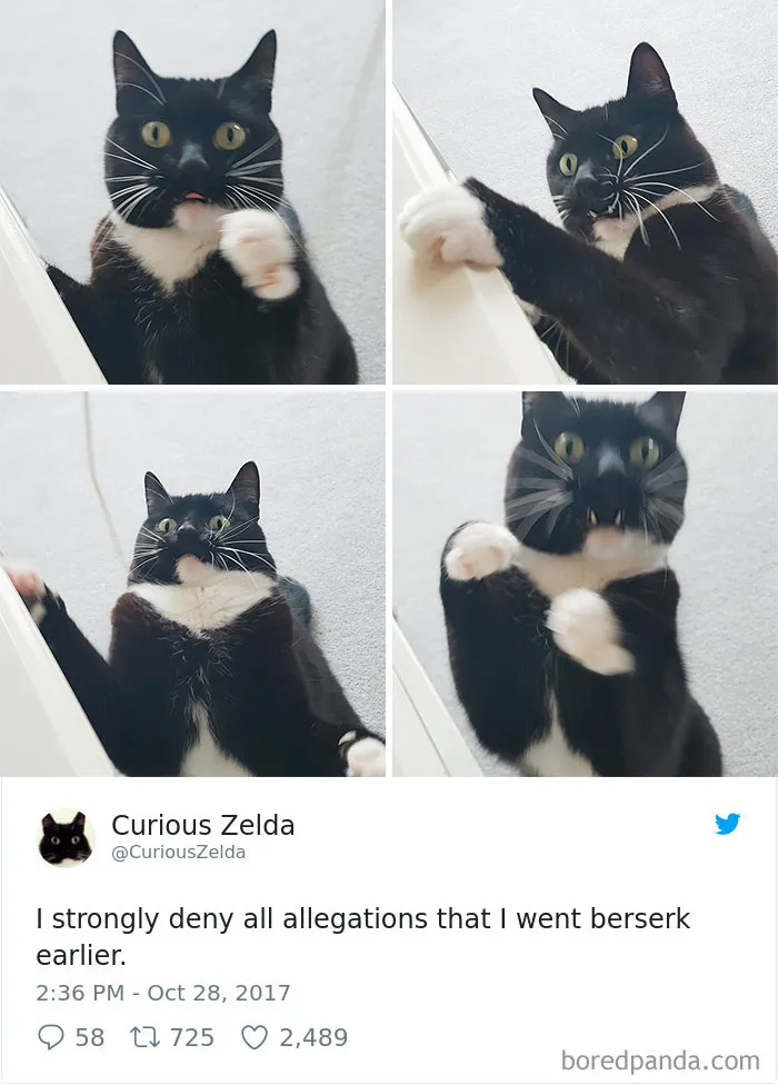 73 Funny Tweets By Curious Zelda That Will Instantly Make Your Day