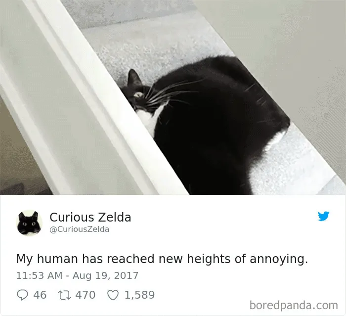 73 Funny Tweets By Curious Zelda That Will Instantly Make Your Day