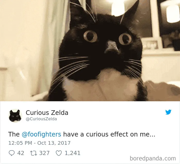 73 Funny Tweets By Curious Zelda That Will Instantly Make Your Day