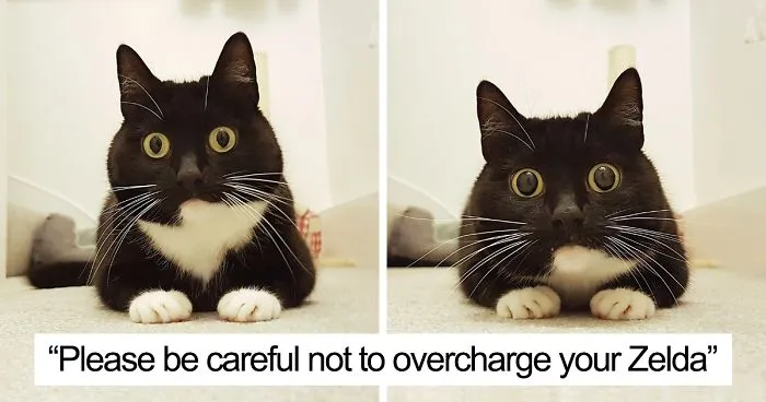 73 Funny Tweets By Curious Zelda That Will Instantly Make Your Day