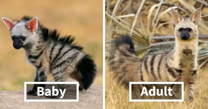 Meet The Cutest Animal You've Never Heard Of