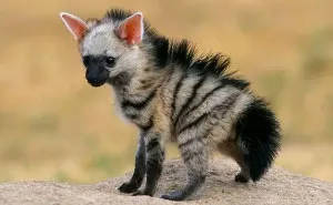 Meet The Cutest Animal You've Never Heard Of