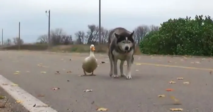 An Unlikely Friendship Between A Dog And A Duck Surprised A Small Town In Minnesota, And It Will Make Your Day