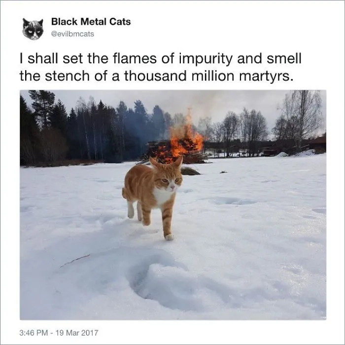 A Twitter Account Posts Photos Of Cats With Metal Lyric And The Result Is A Lot Of Fun