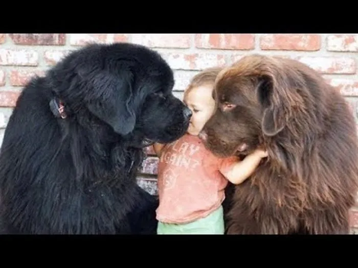Giant Newfoundland Dogs Shows Love To Babies | Dog Loves Baby Compilation