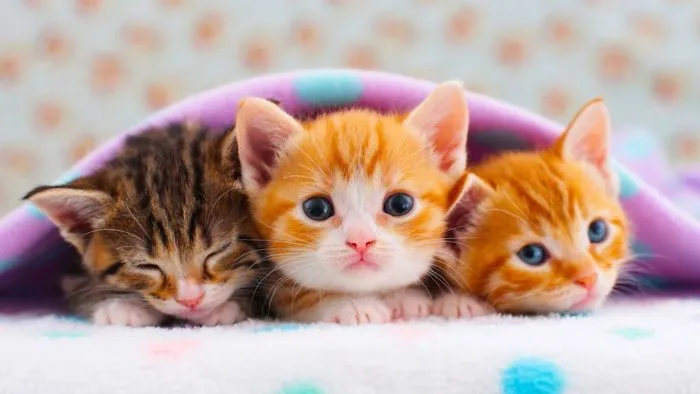 Cats And Kittens Meowing Soundtrack Star Wars
