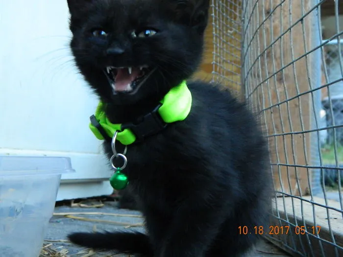 Black kitten wearing bright collar with bell, showing teeth, highlighting funny pet names shared by owners online.