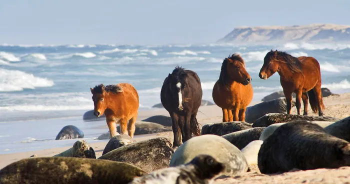 The Wild Horses Of Sable Island