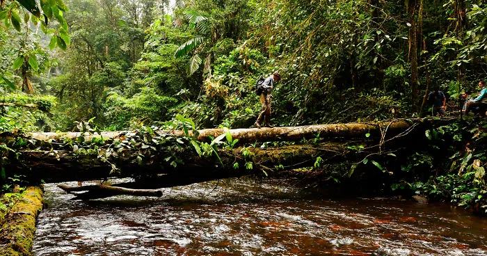Why Is Field Biology The Most Beautiful Job In The World