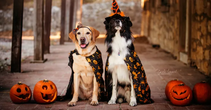 I Photograph My Dogs And Their Friends In Halloween Mood!