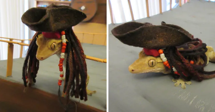 Captain Jack Gecko