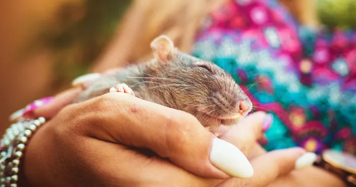 I Photographed Ex-Lab Rats And Mice Going Outdoors For The First Time, And Their Expressions Say It All
