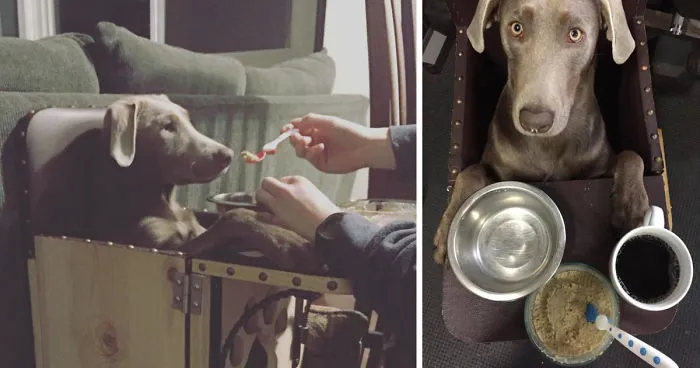 Adorable Labrador Has To Eat In A High Chair Because Of A Rare Medical Condition
