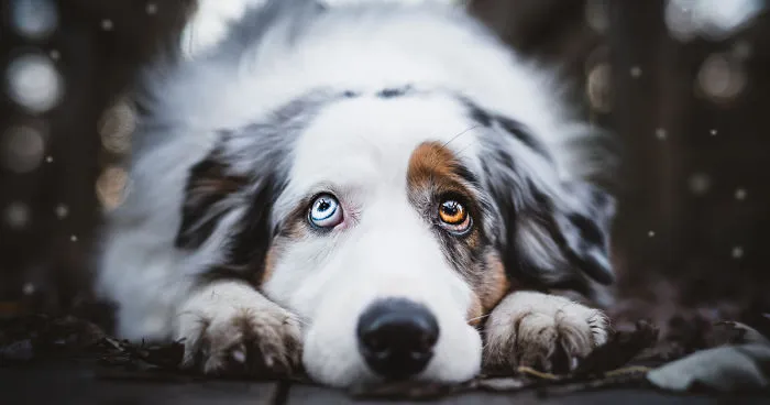 My Most Popular Pics Since I Started Dog Photography