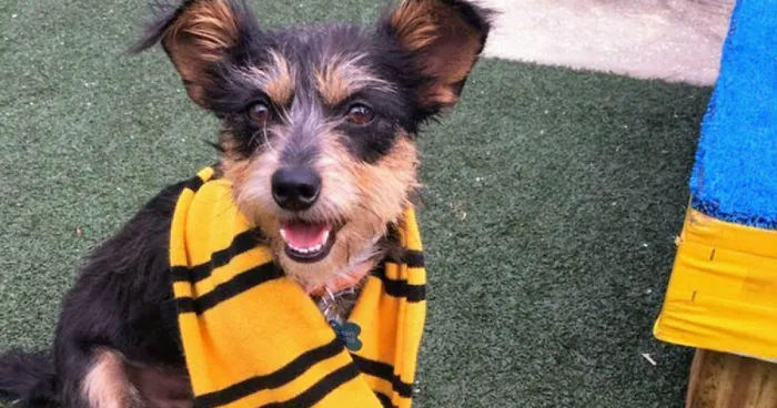 Animal Shelter Sorts Dogs Into Harry Potter "Pawgwarts" Houses To Encourage Adoption Based On Personality Rather Than Breed