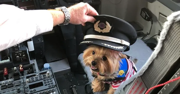 The Yorkie In The Cock-Pit Of A Boeing 747