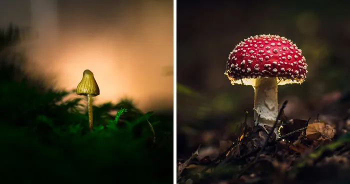 I Wander To The Woods To Photograph Mushrooms