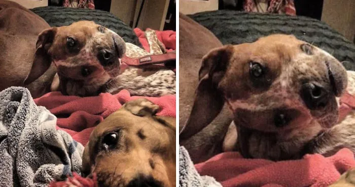People Are Having Trouble Understanding What’s Wrong With This Dog Picture
