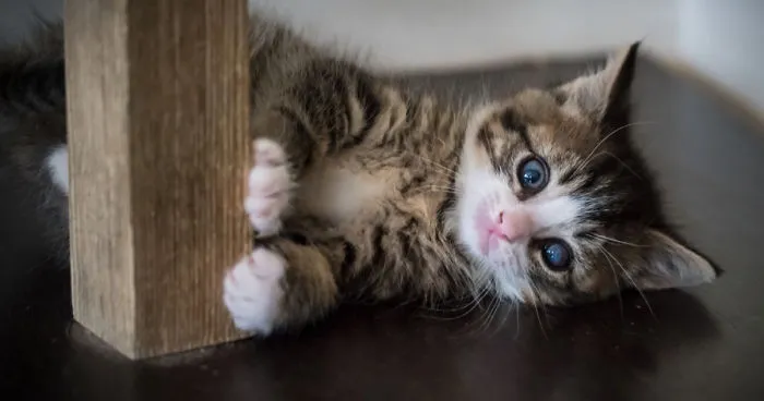 Give Christmas To A Furry Friend
